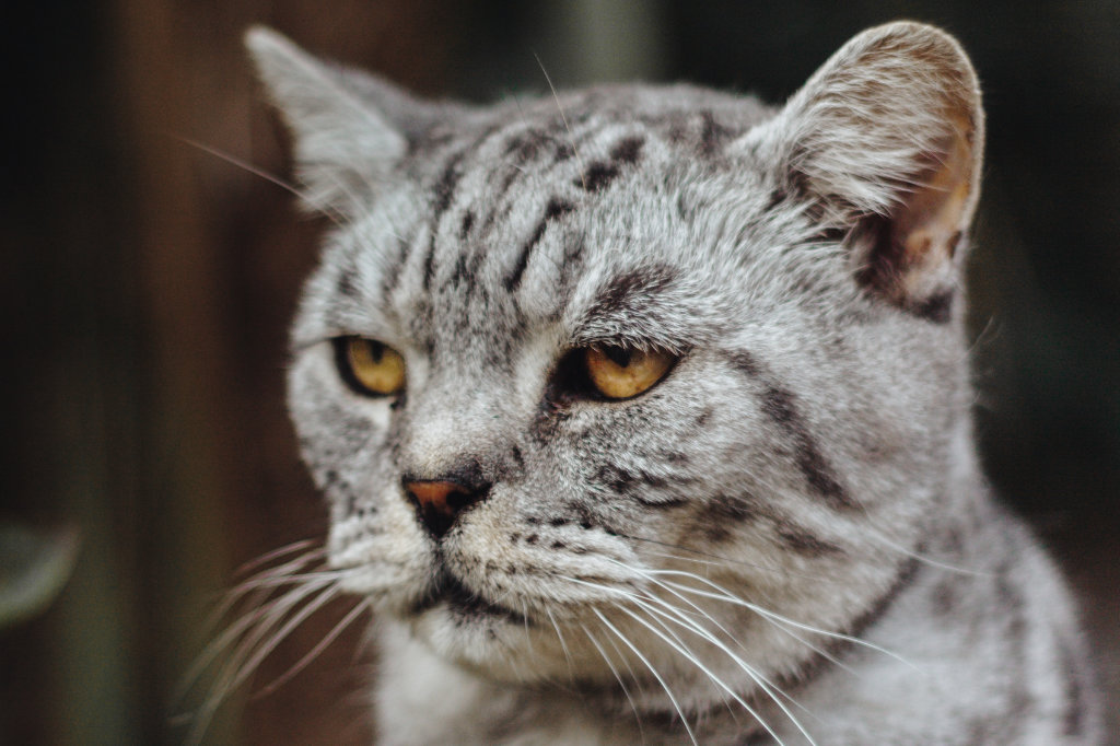Närbild på en katt som ser skeptisk ut